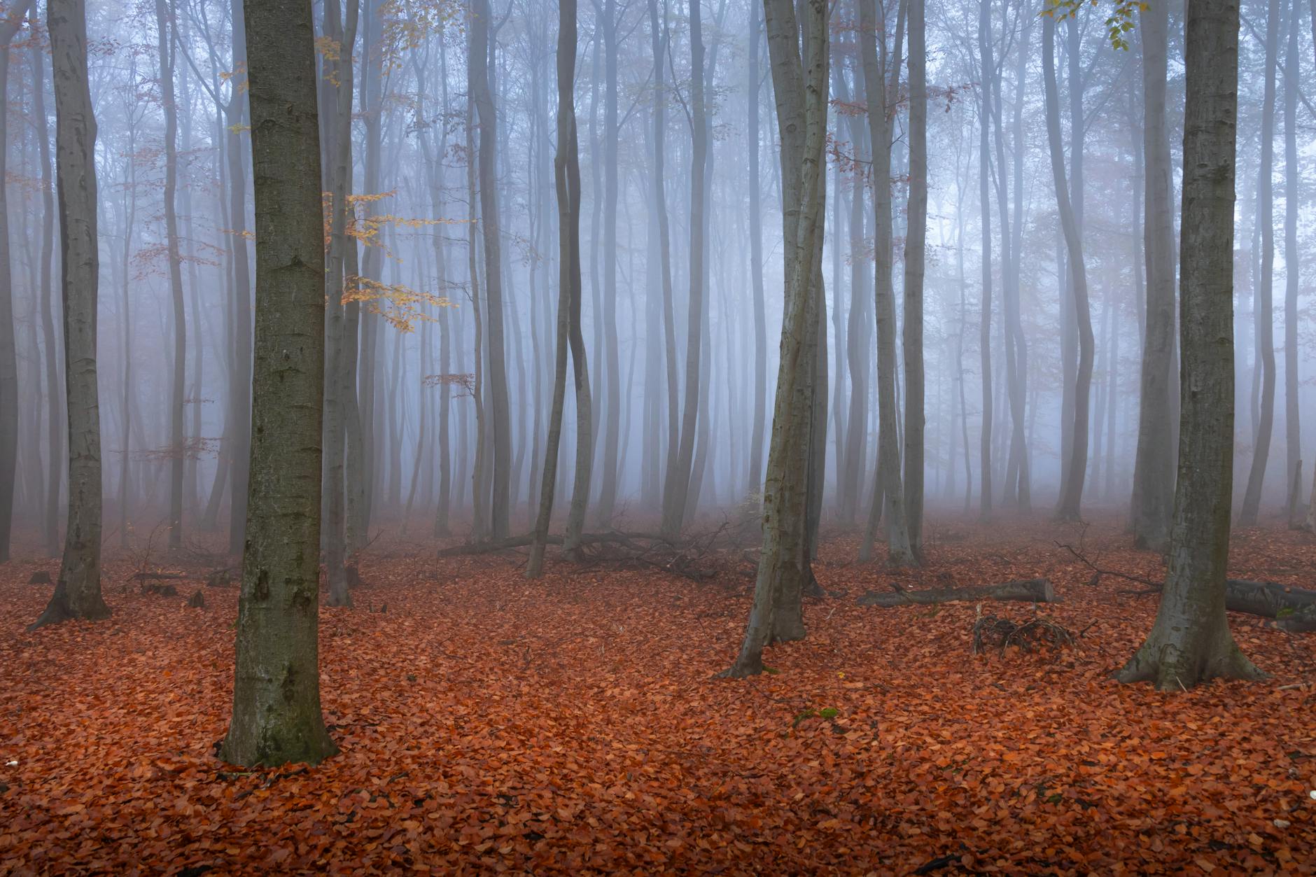 misty autumn forest in saxony germany